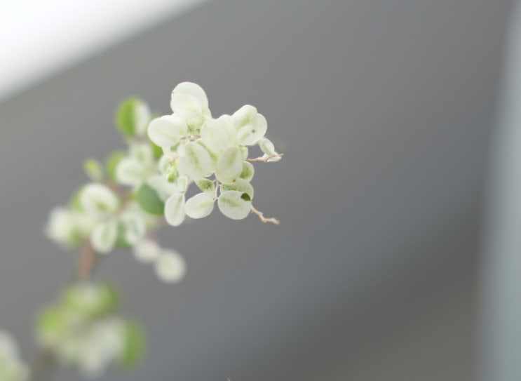  초보 식집사의 브레이니아, 여름과 겨울 함께 보내기 (잎 떨어지는 이유)