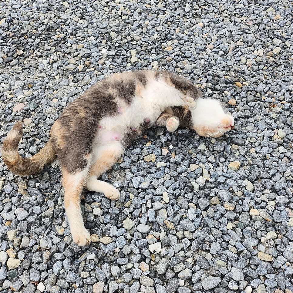 불닭발앤쌈 사진 4