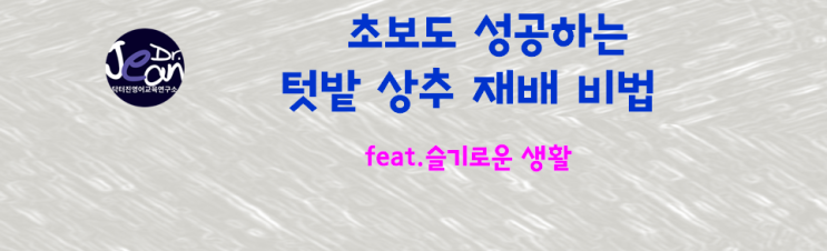  초보도 성공하는 텃밭 상추 재배 비법