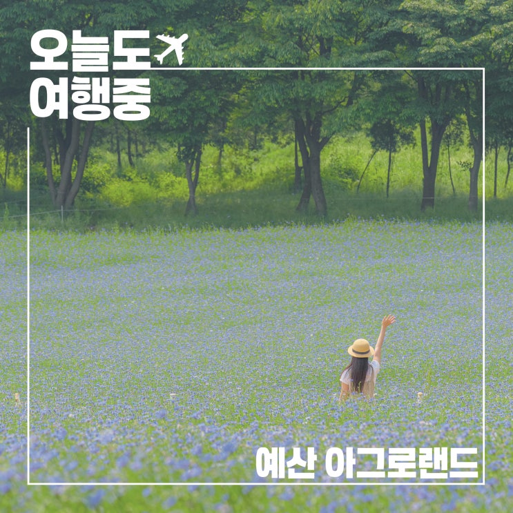 보랏빛 호수가 펼쳐진 곳, 국내에도 이런 풍경이? 예산 아그로랜드 수레국화로 물든 봄날