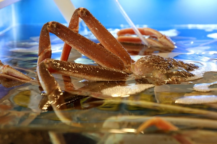  경남 사천 삼천포 대게 킹크랩 맛집 동남수산 대게 3kg 포장