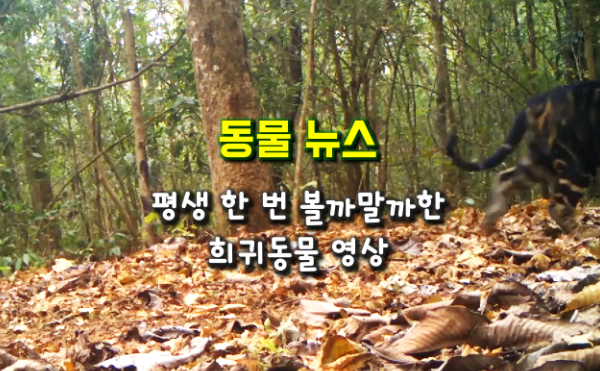 당신이 평생 한 번 볼까말까한 희귀영상...검은 호랑이(흑호)