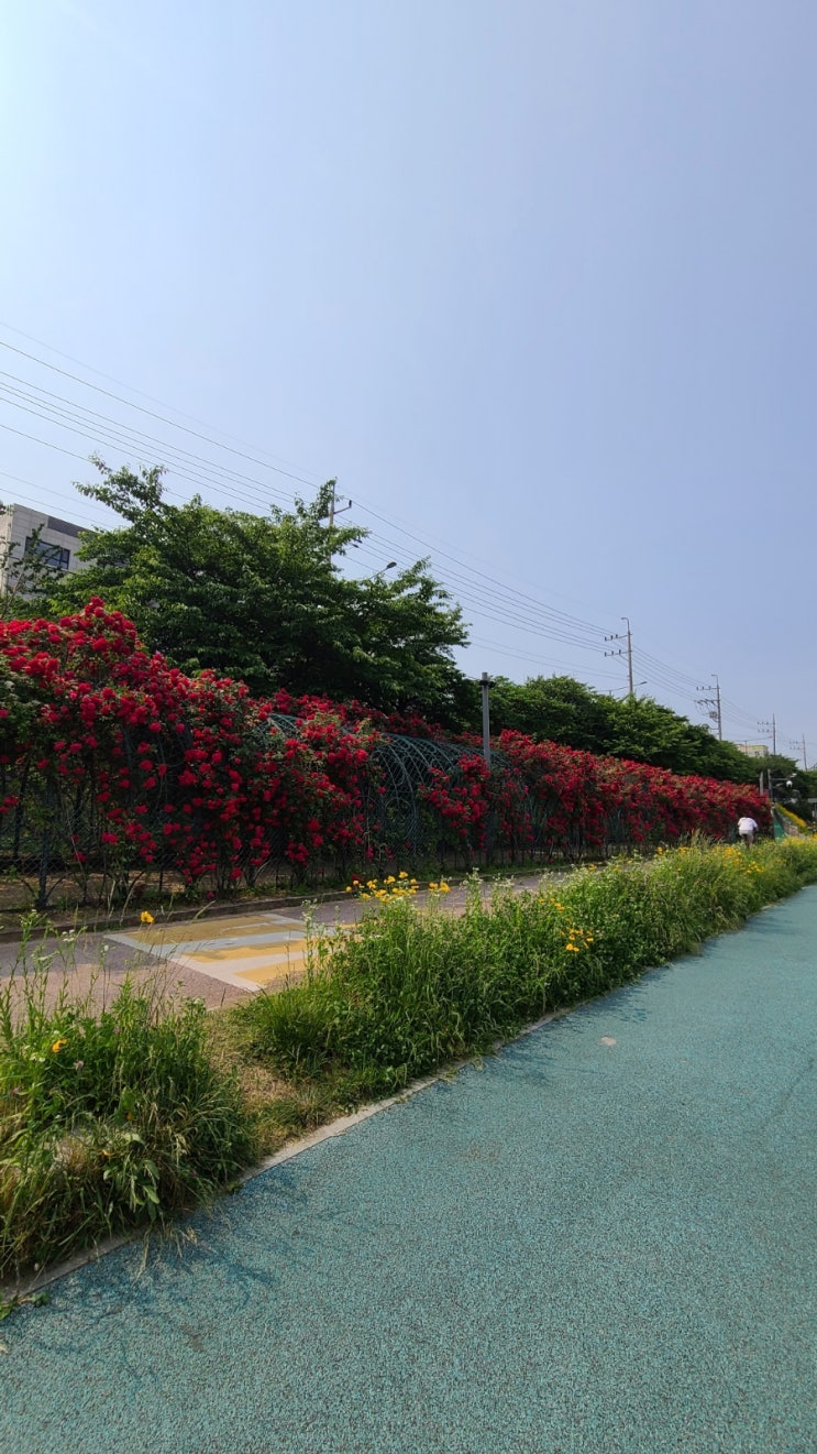 봉산 편백나무 치유의 숲