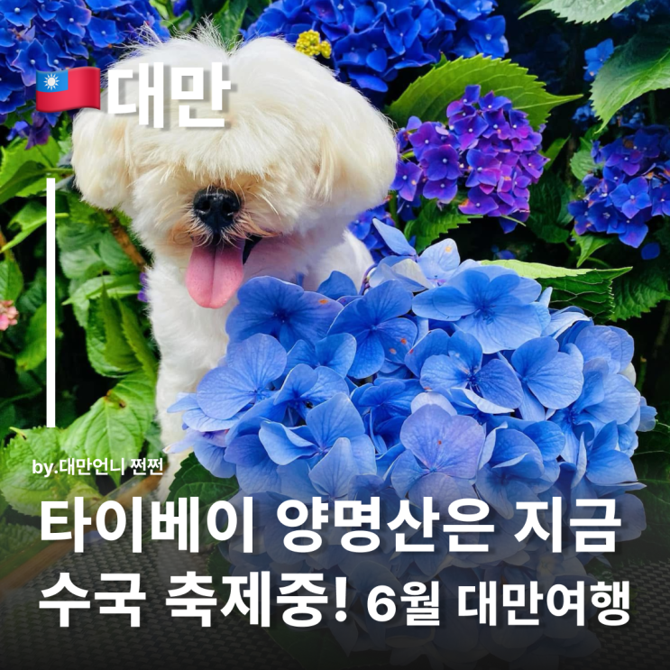  대만 수국 시즌 시작! 타이베이 양명산 죽자호 수국밭 타이베이명소 가볼곳 6월대만여행