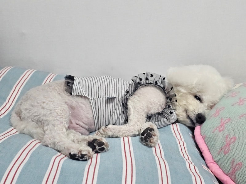 퍼피데일리