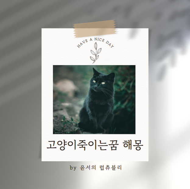 고양이 죽이는 꿈 해몽 의미와 해석: 그 속에 숨겨진 상징적 메시지