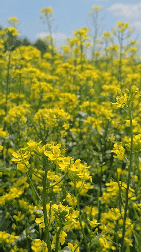  양주 가볼만한곳 추천 : 양주 나리공원 봄 첫 무료 개장 (완전 추천)