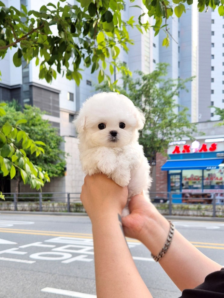  아산강아지분양, 애견분양 제대로 알아아봐야하는 이유 분양 찐 후기