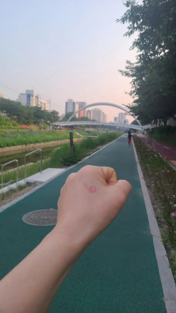 일찍 투표하고 불광천걷기