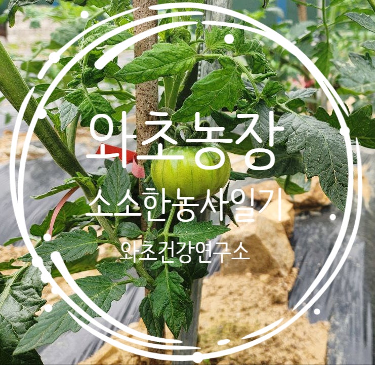  와초농장 일기, 감자 토마토 옥수수 심기 그리고 반가운 새순들