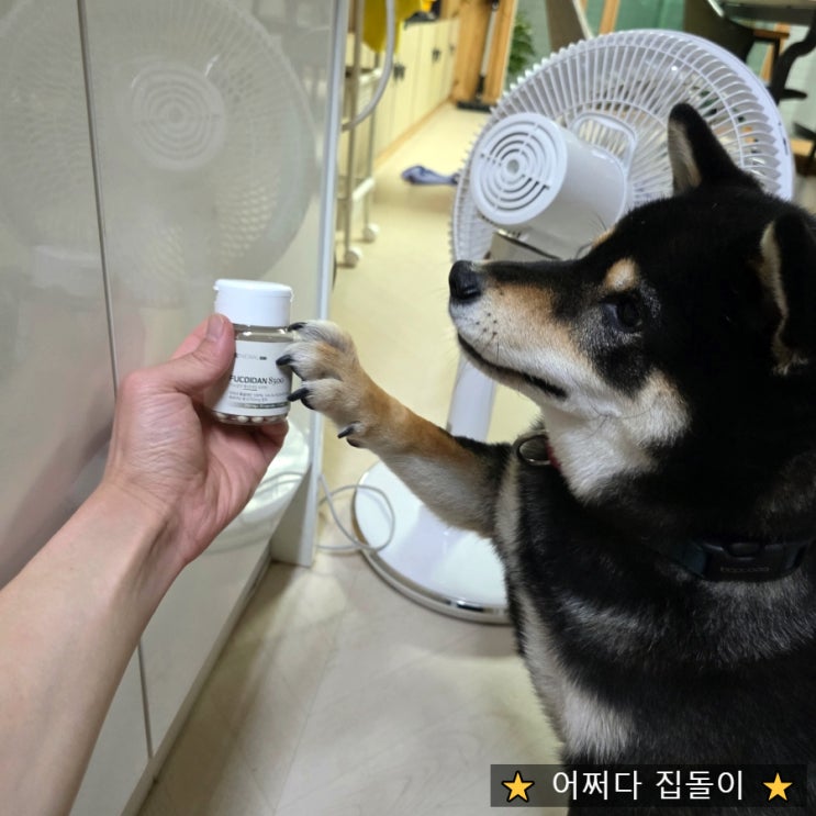  강아지면역 진심 챙기려면? 강아지 항암보조제 미역귀100%후코이단 직접 먹여본 시바견후기