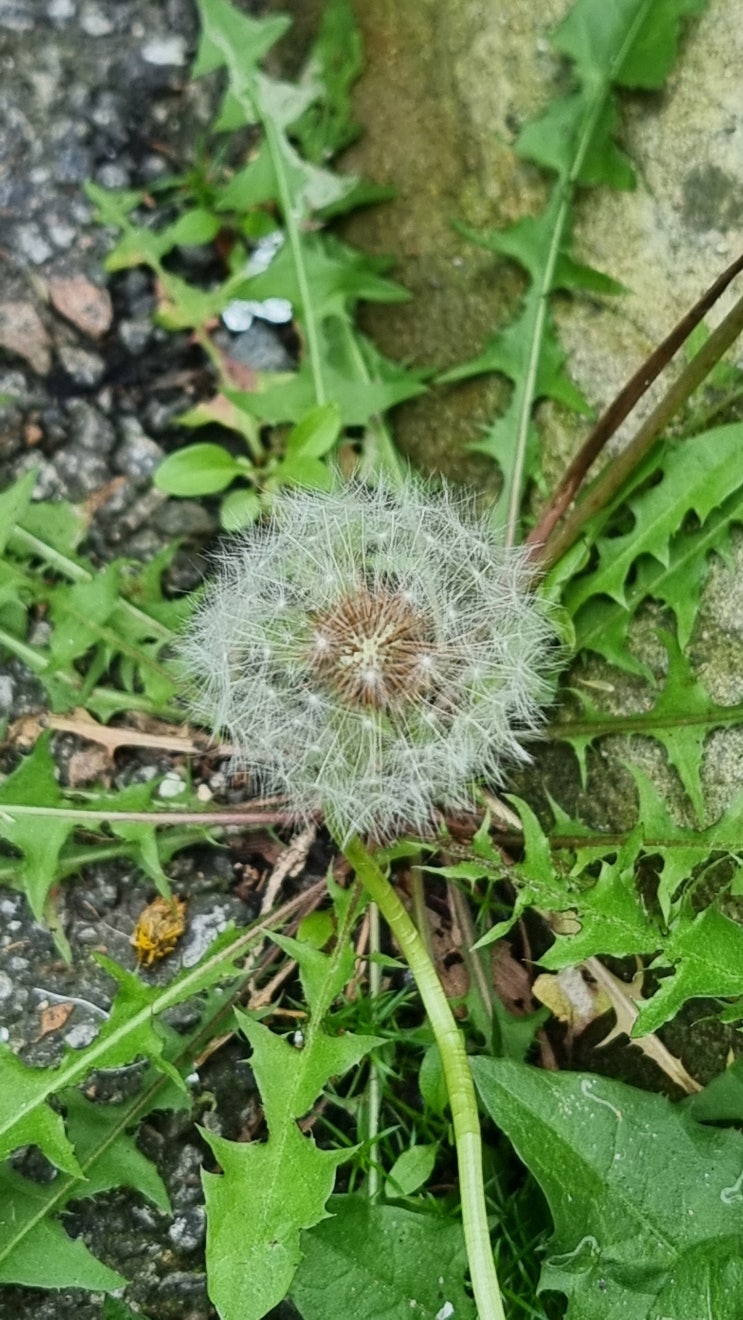 <b>유시민</b>˝<b>설난영</b>제정신아냐˝<b>발언</b> 후폭풍~~~