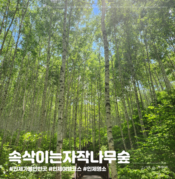강원도 인제 가볼만한곳 원대리 100대 명품숲 힐링 트레킹 속삭이는 자작나무숲
