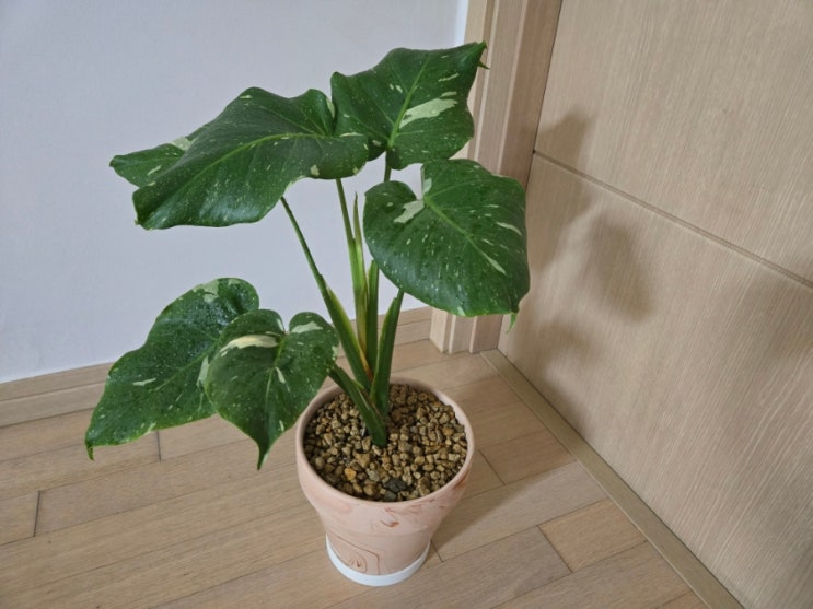  무늬 몬스테라 키우기 완벽 가이드/정확한 이름/일반 몬스테라와의 차이점/햇빛/온도/물 주기/키우기 좋은 베란다 환경/분갈이 시기와 방법 /마무리