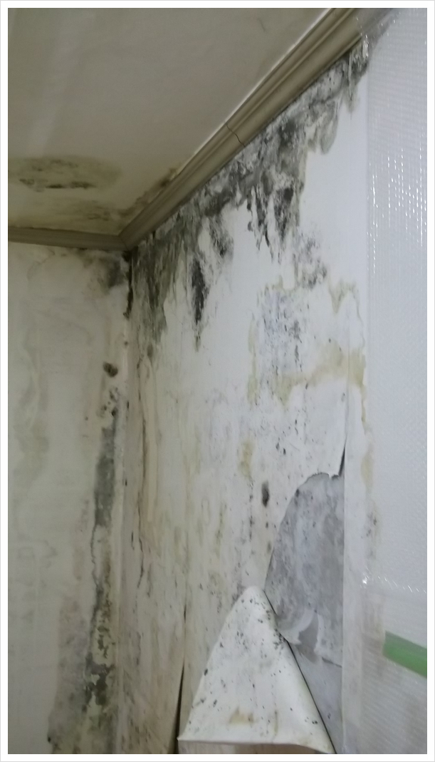  결로? 누수? 벽 곰팡이제거 전 원인파악 필수!!!
