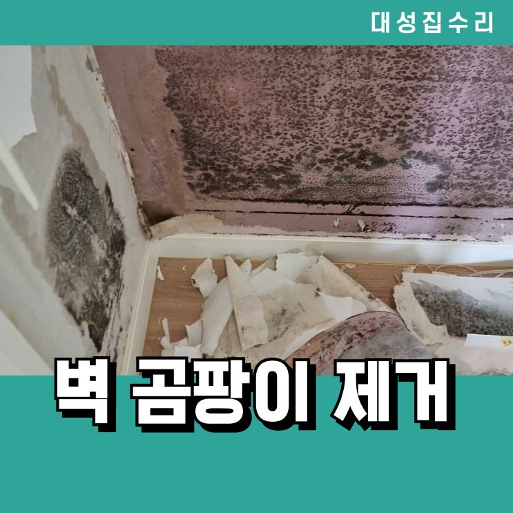  대전 누수로 생긴 벽 곰팡이 부분 도배 시공