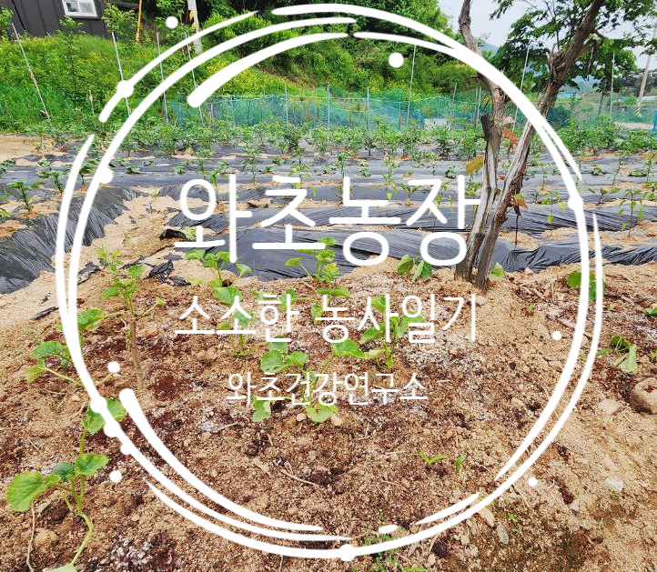  와초농장 일기, 포도나무 아래 참외, 감자심기, 그리고 노란 들꽃의 휴식