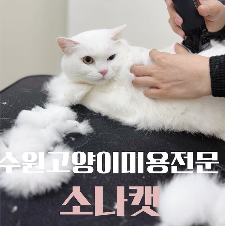  호매실 고양이 미용 소나캣/수원 무마취 전문샵 후기