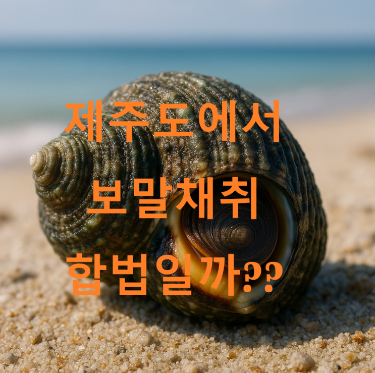  제주도 보말 채취, 과연 합법일까? 현지 조례와 문제점 총정리!