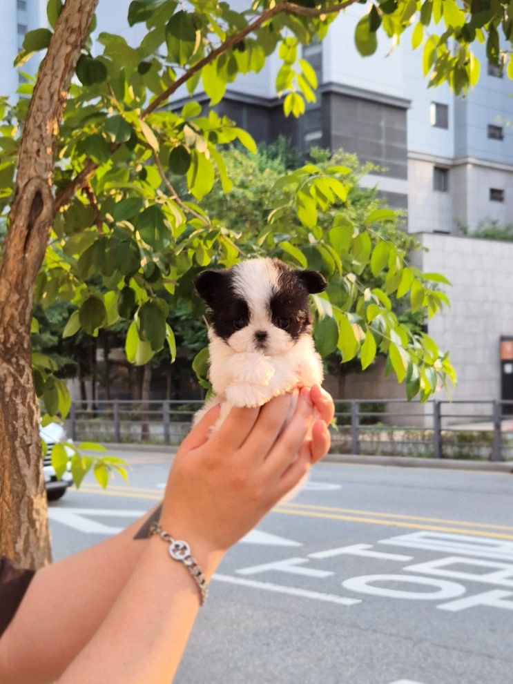  천안강아지분양｜분양사기 없는 소형견 프리미엄 분양샵 솔직후기