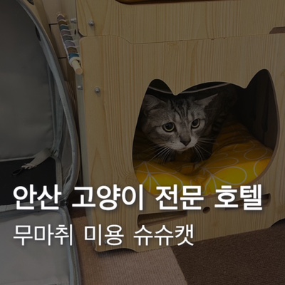 [안산] 슈슈캣 호텔링 후기 고양이 무마취 미용, 목욕, 호텔