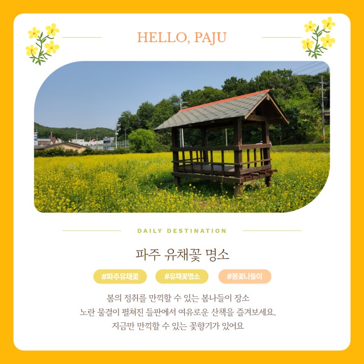 파주 광탄 신산리 유채꽃 명소 개화시기 꽃말 주차 피크닉 정리