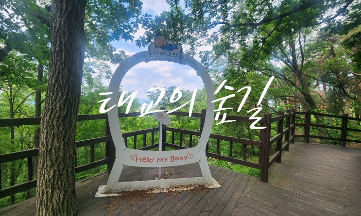  용인 트레킹코스 추천 , 푸르른 태교의 숲길과 메타세쿼이아길 걷기 좋은 하루!