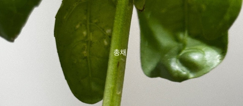 [바질] 총채벌레 덮친 바질, 포기하지 않았어요