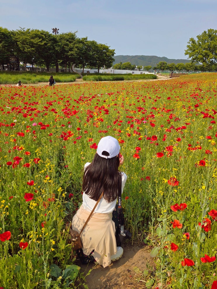  경주 첨성대 이용시간 양귀비 꽃구경, 경주 비단벌레차 후기
