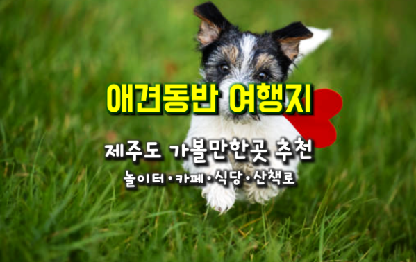 반려견과 함께 제주도 가볼만 한 곳...제주도 애견 놀이터, 애견동반 카페・식당・산책로
