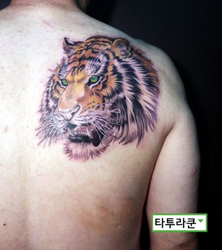  호랑이 머리 문신- 손님이 직접 가져오신 그림으로 작업해 드렷습니다.홍대 타투라쿤 예전사진 2013. 3. 19. 19:17