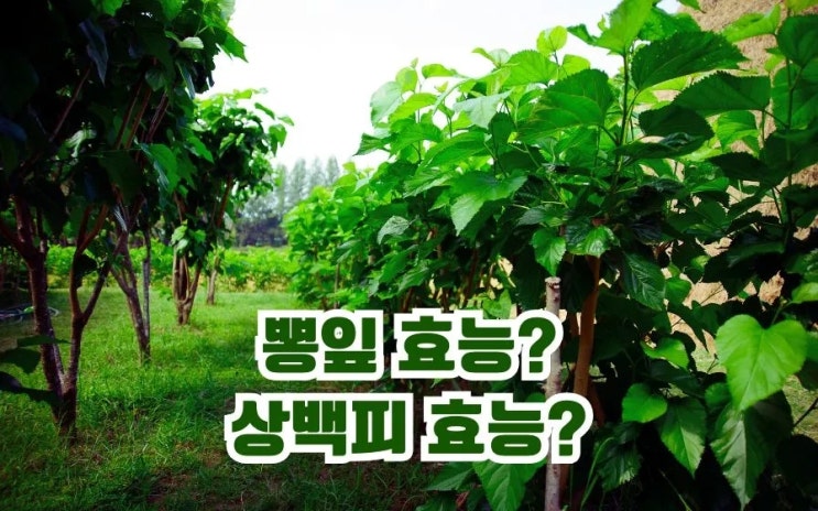  뽕잎 효능 뽕잎차 분말 먹는법 상백피 효능 부작용