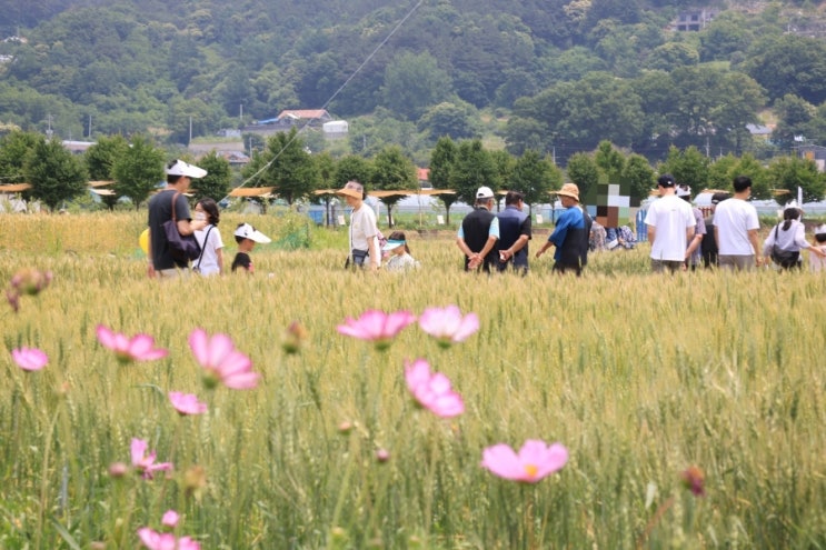  6월 경기도 가볼만한곳! 가족과 함께 양평여행 즐기고 사진공모전 도전 w 양평밀축제