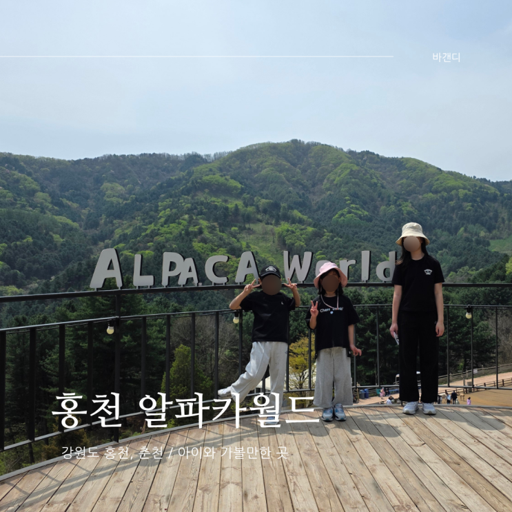  홍천 아이와 가볼만한 곳 알파카월드 할인 / 춘천