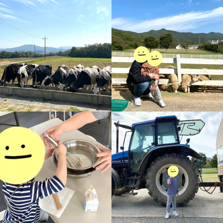  농도원목장 예약으로 치즈 만들기부터 목장 체험 7가지(+후기)
