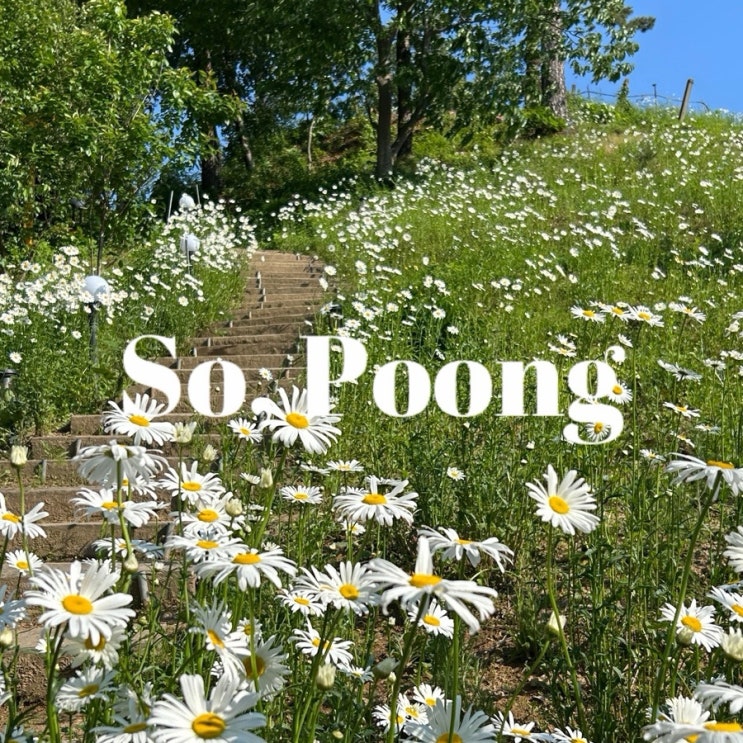  양평 양서면 소풍 | 샤스타데이지 꽃밭이 있는 애견동반 가능한 피크닉 카페