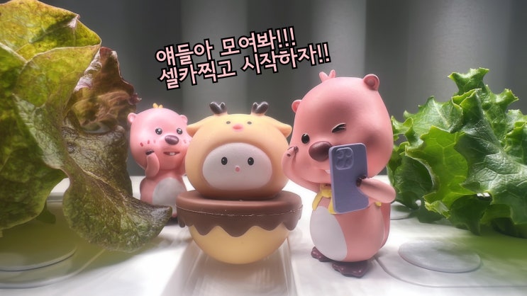  당조 청양고추 수경재배
