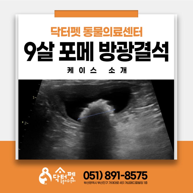  9살 포메라니안 혈뇨? 강아지 방광결석 수술 꼭 필요한가요 부산 동물병원