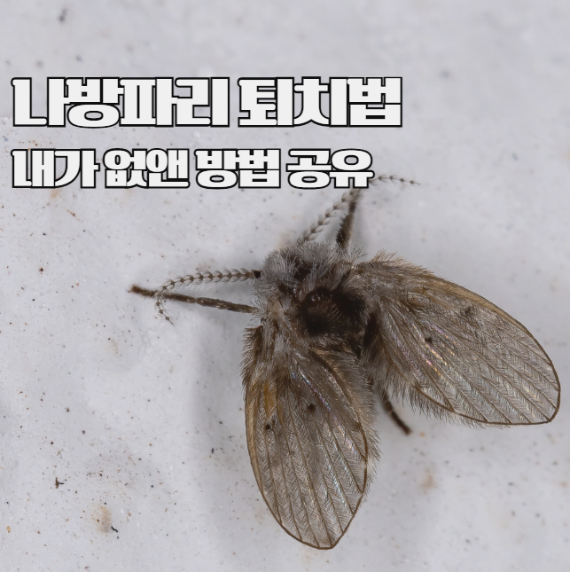  나방파리 퇴치법 생기는 이유부터 없애는 방법까지