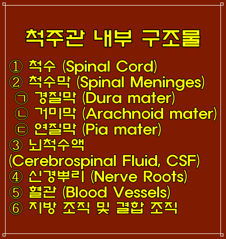 척주관 뜻, 척주 위치 및 특징