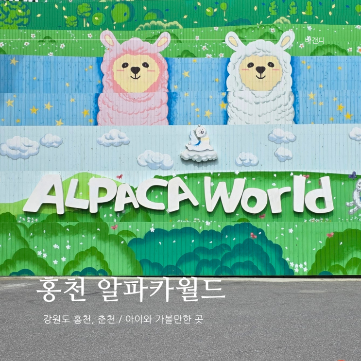  강원도 홍천 아이랑 가볼만한 곳 알파카월드