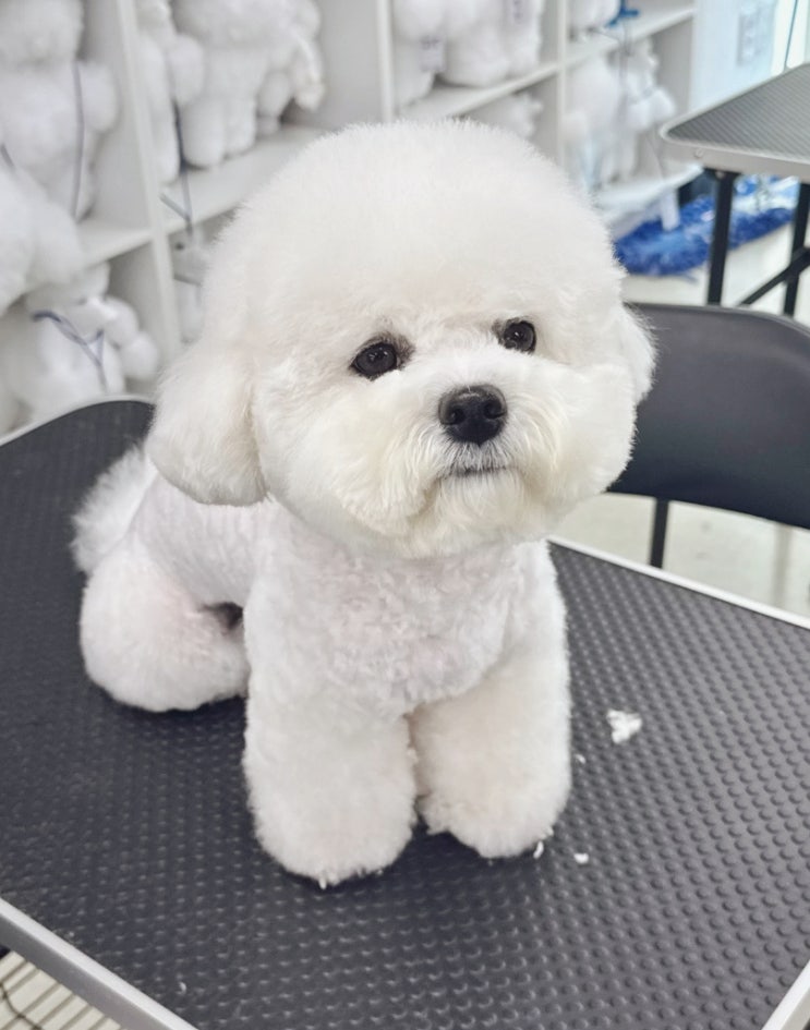  덕천동애견미용학원 이바우펫 상담 후기 알려드릴게요