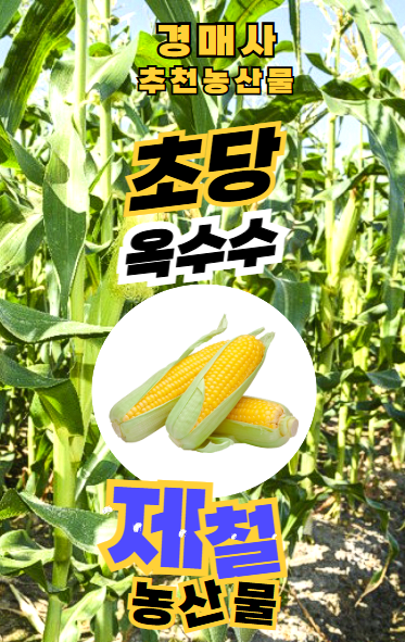 [경매사 추천농산물] 날씨가 더워지면 인기가 떨어지는 신기한 옥수수는 "초당옥수수"