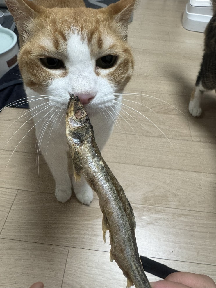  고양이 결장 림포마 결장 림프종 호스피스 일지 (D+17~D+20)