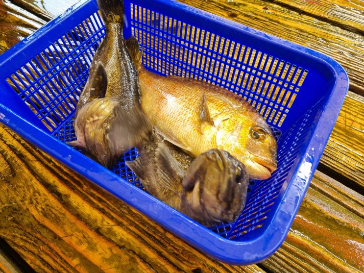  안면도좌대낚시 명성바다좌대낚시 참돔 광어 짜릿한손맛