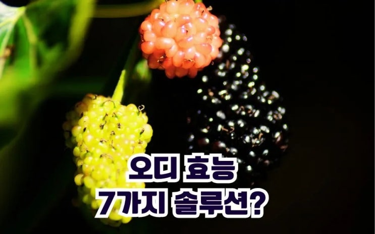  오디 효능 오디즙 오디분말 잘 먹는법 보관법 부작용