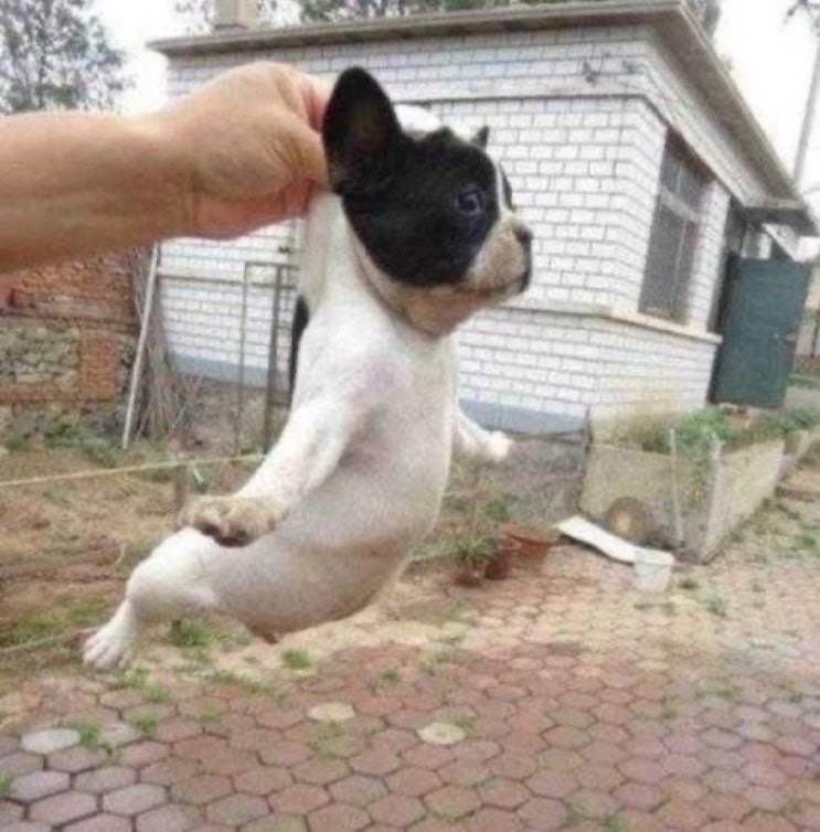  얼린거만 먹네 짜요짜요