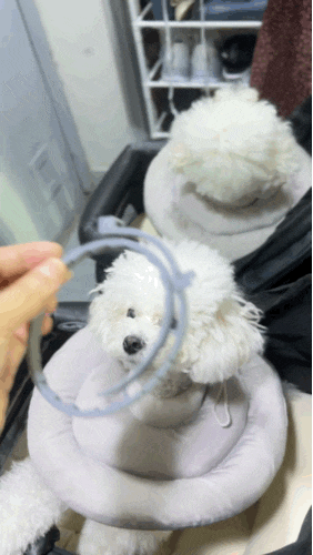  산책할 때 진드기 걱정 끝! 세레스토 정품 진드기 예방 목걸이 S 사이즈 구매 후기