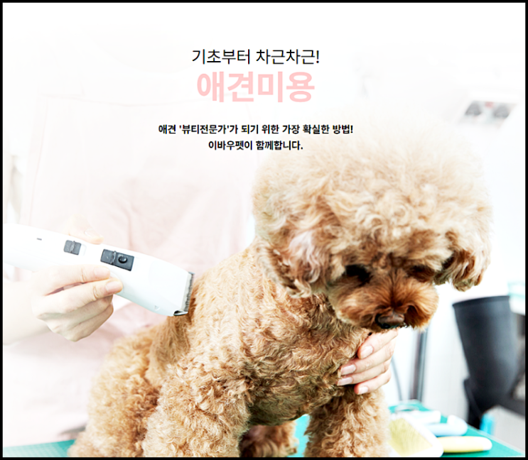  광주애견미용학원 애견미용에 관심이 있다면 필독