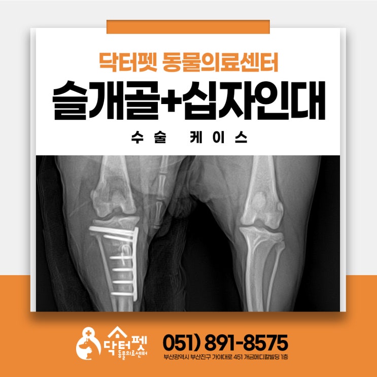  8살 요크셔테리어 슬개골+십자인대파열 CTWO 수술 케이스 부산 강아지 정형외과 동물병원